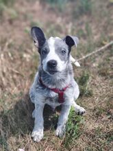 MULI, Hund, Mischlingshund in Frickingen - Bild 13