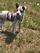 MULI, Hund, Mischlingshund in Frickingen - Bild 15