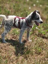 MULI, Hund, Mischlingshund in Frickingen - Bild 16