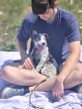MULI, Hund, Mischlingshund in Frickingen - Bild 18