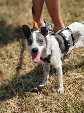 MULI, Hund, Mischlingshund in Frickingen - Bild 2