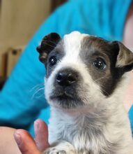 MULI, Hund, Mischlingshund in Frickingen - Bild 20