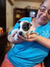 MULI, Hund, Mischlingshund in Frickingen - Bild 21