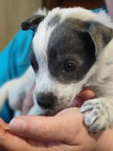 MULI, Hund, Mischlingshund in Frickingen - Bild 22