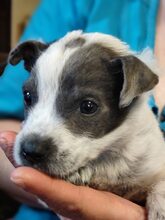 MULI, Hund, Mischlingshund in Frickingen - Bild 24