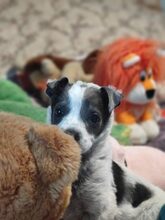 MULI, Hund, Mischlingshund in Frickingen - Bild 25