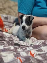 MULI, Hund, Mischlingshund in Frickingen - Bild 26