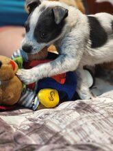 MULI, Hund, Mischlingshund in Frickingen - Bild 27