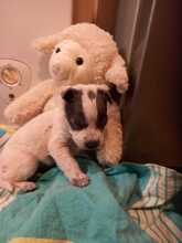 MULI, Hund, Mischlingshund in Frickingen - Bild 28