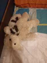 MULI, Hund, Mischlingshund in Frickingen - Bild 29