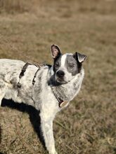 MULI, Hund, Mischlingshund in Frickingen - Bild 3