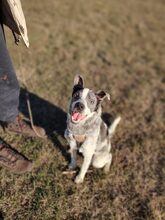 MULI, Hund, Mischlingshund in Frickingen - Bild 6