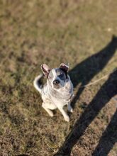 MULI, Hund, Mischlingshund in Frickingen - Bild 7