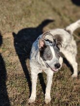 MULI, Hund, Mischlingshund in Frickingen - Bild 8
