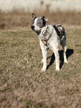 MULI, Hund, Mischlingshund in Frickingen - Bild 9