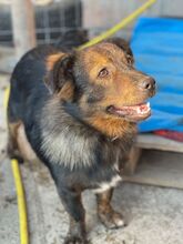 MILOS, Hund, Mischlingshund in Rumänien - Bild 24