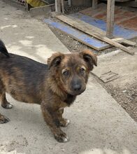 MILOS, Hund, Mischlingshund in Rumänien - Bild 28