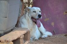 ALKIS, Hund, Labrador Retriever in Griechenland - Bild 18