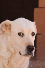 ALKIS, Hund, Labrador Retriever in Griechenland - Bild 19