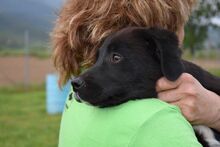 LUCKYBOY, Hund, Labrador-Mix in Griechenland - Bild 10