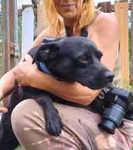 LUCKYBOY, Hund, Labrador-Mix in Griechenland - Bild 13