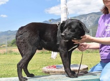 LUCKYBOY, Hund, Labrador-Mix in Griechenland - Bild 15