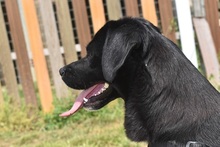 LUCKYBOY, Hund, Labrador-Mix in Griechenland - Bild 4