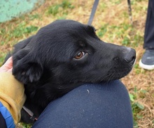 LUCKYBOY, Hund, Labrador-Mix in Griechenland - Bild 7