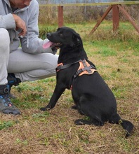 LUCKYBOY, Hund, Labrador-Mix in Griechenland - Bild 8