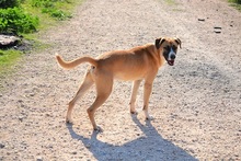 ROCCO, Hund, Mischlingshund in Griechenland - Bild 17