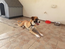 ROCCO, Hund, Mischlingshund in Griechenland - Bild 18