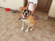 ROCCO, Hund, Mischlingshund in Griechenland - Bild 19