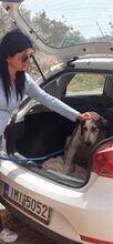 LUCINDA, Hund, Mischlingshund in Griechenland - Bild 13