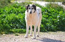 LUCINDA, Hund, Mischlingshund in Griechenland - Bild 14