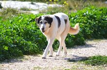 LUCINDA, Hund, Mischlingshund in Griechenland - Bild 15