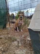 BUDDY, Hund, Mischlingshund in Griechenland - Bild 10