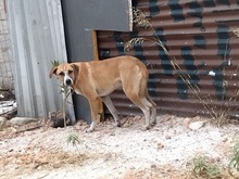 BUDDY, Hund, Mischlingshund in Griechenland - Bild 9