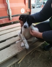 NOTIS, Hund, Mischlingshund in Griechenland - Bild 18