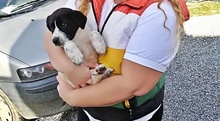 NOTIS, Hund, Mischlingshund in Griechenland - Bild 19