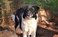 SIMON, Hund, Mischlingshund in Griechenland - Bild 18