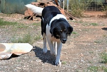 SIMON, Hund, Mischlingshund in Griechenland - Bild 19