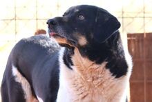 SIMON, Hund, Mischlingshund in Griechenland - Bild 24
