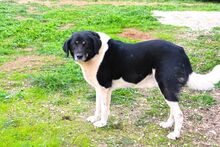 SIMON, Hund, Mischlingshund in Griechenland - Bild 25