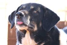 SIMON, Hund, Mischlingshund in Griechenland - Bild 26