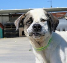 QUESADILLA, Hund, Mastin Español-Mix in Schorndorf - Bild 6