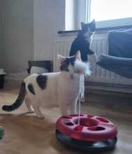 MAX, Katze, Hauskatze in Rumänien