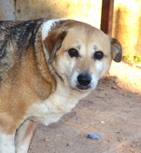 IVANA, Hund, Mischlingshund in Griechenland