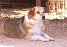 IVANA, Hund, Mischlingshund in Griechenland - Bild 15