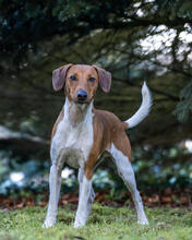 THEO, Hund, Foxterrier-Mix in Bülstedt