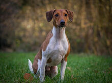 THEO, Hund, Foxterrier-Mix in Bülstedt - Bild 7